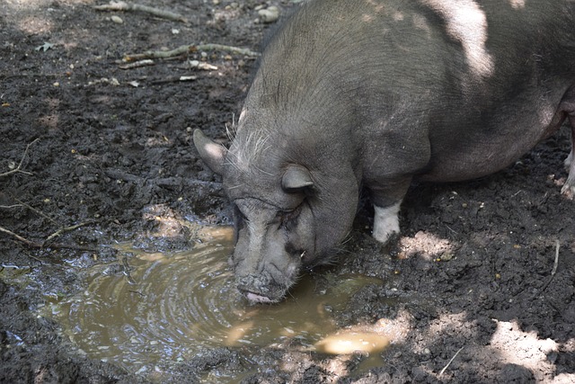 米兰前锋库 米兰前锋库